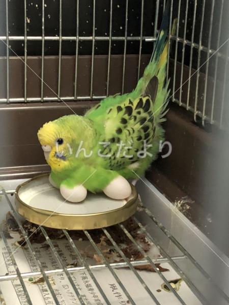 迷い鳥の写真