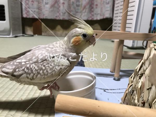 迷い鳥の写真