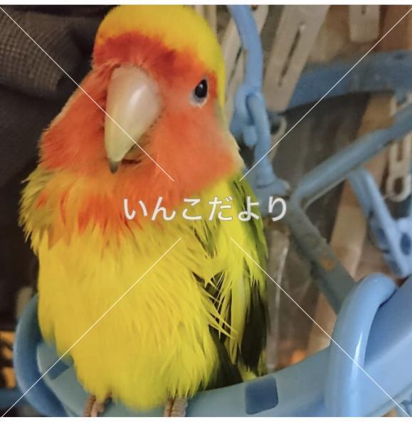 迷い鳥の写真