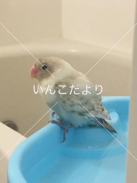 迷い鳥の写真