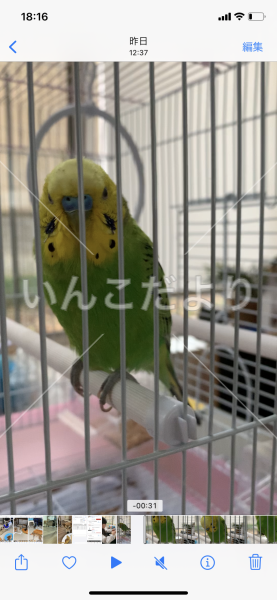 保護鳥の写真