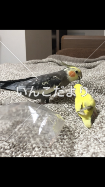 迷い鳥の写真