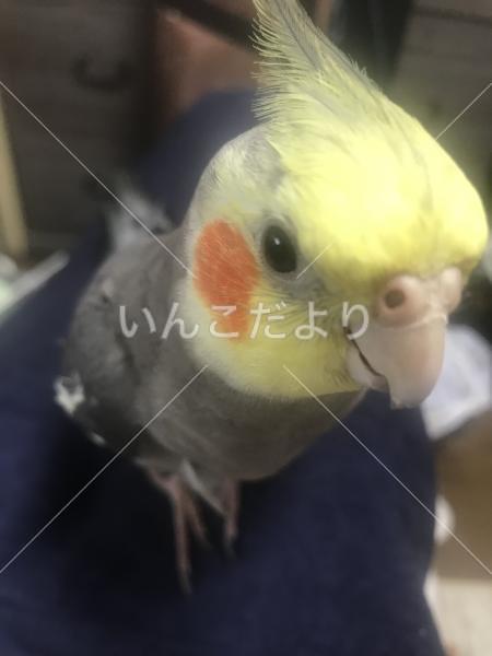 迷い鳥の写真