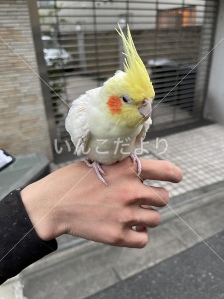 保護鳥の写真