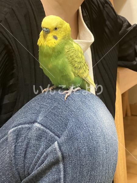 迷い鳥の写真