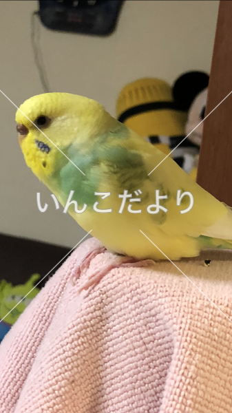 迷い鳥の写真