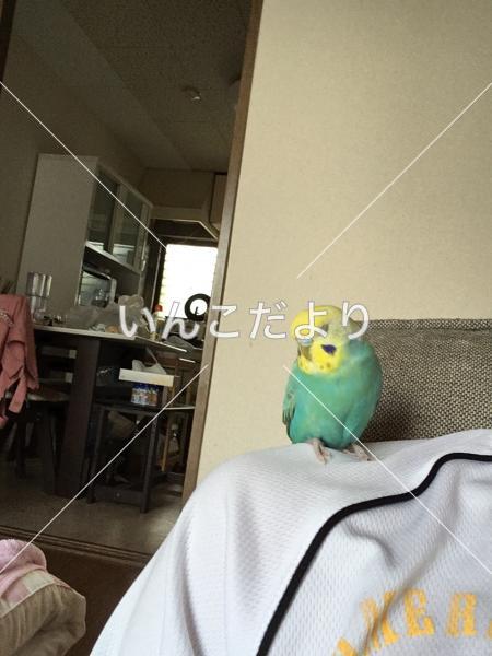 迷い鳥の写真