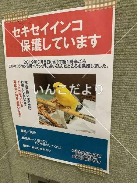 保護鳥の写真