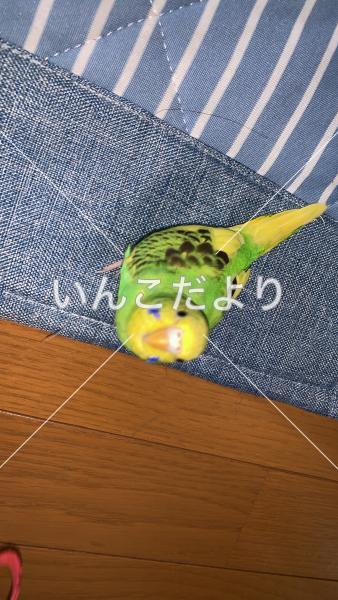 迷い鳥の写真