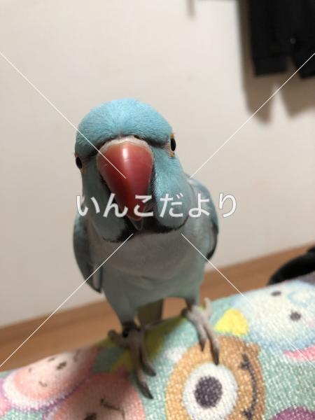迷い鳥の写真
