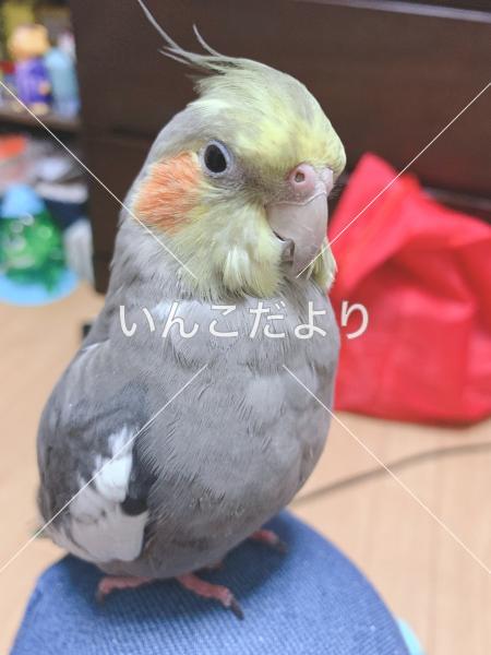 迷い鳥の写真
