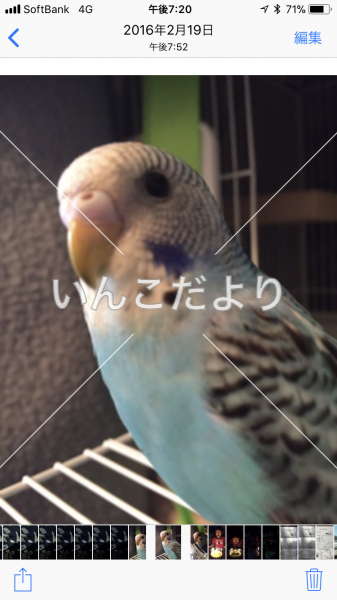 迷い鳥の写真