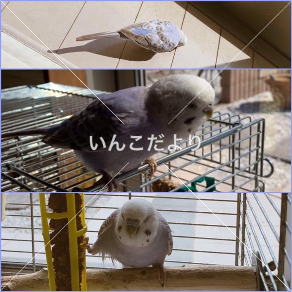 迷い鳥の写真