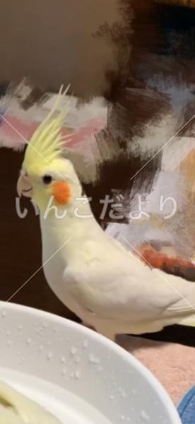 迷い鳥の写真