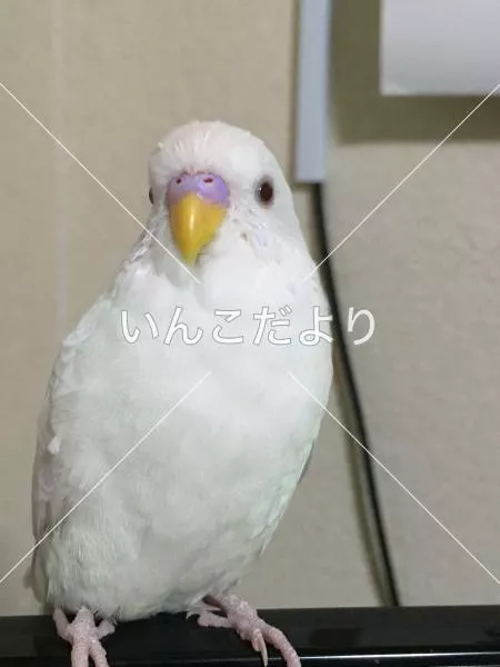 迷い鳥の写真