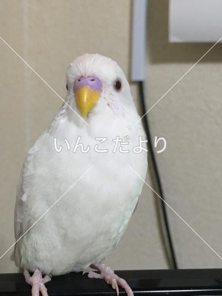 迷い鳥の写真