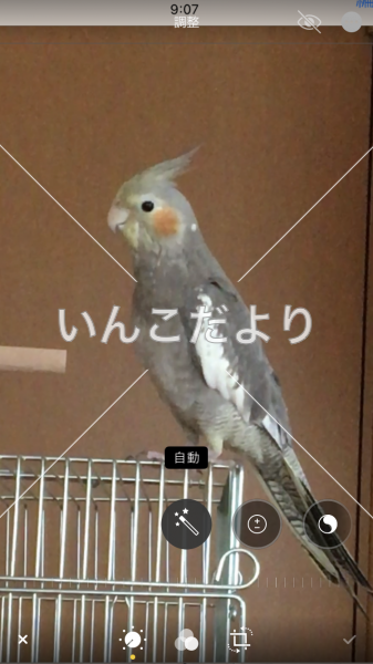 迷い鳥の写真