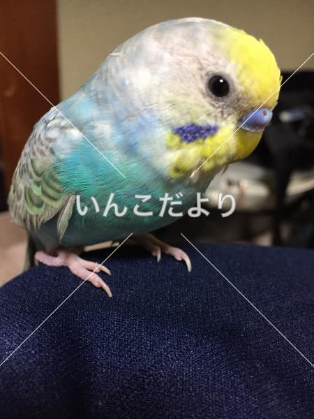 迷い鳥の写真