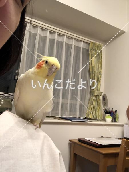 迷い鳥の写真