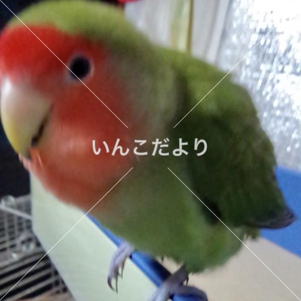 迷い鳥の写真