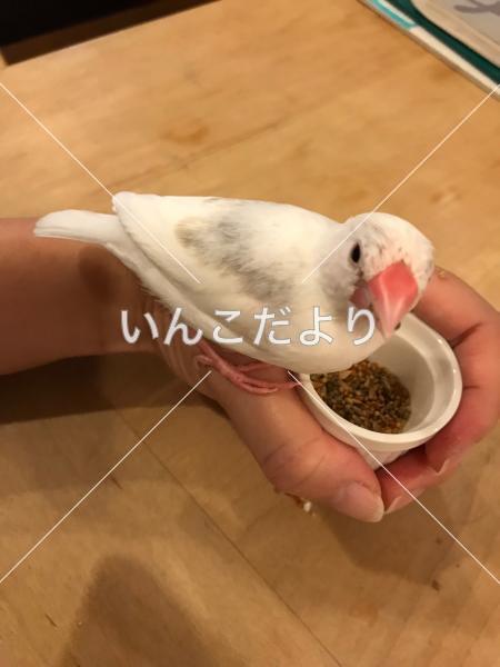 迷い鳥の写真