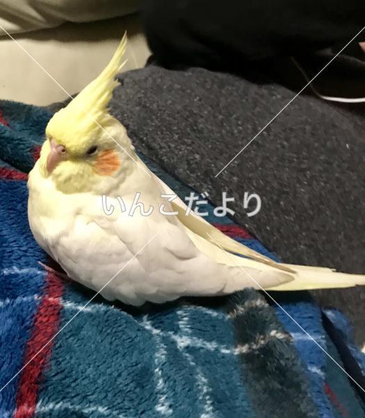 迷い鳥の写真