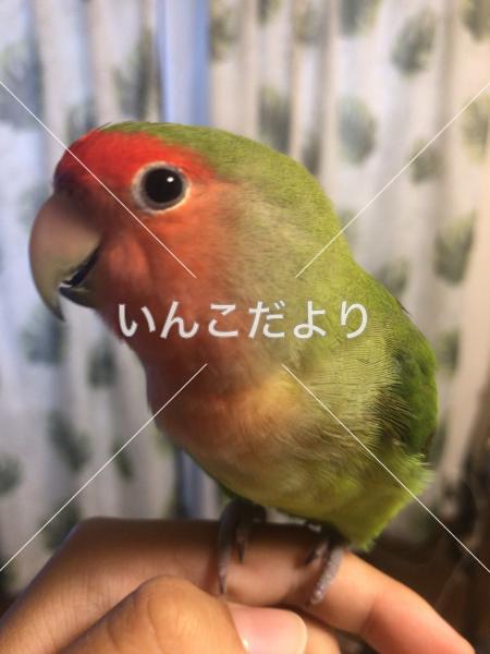 迷い鳥の写真