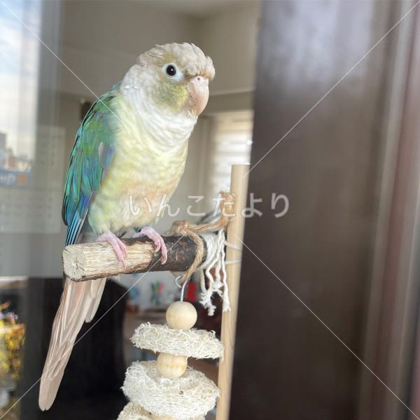 迷い鳥の写真