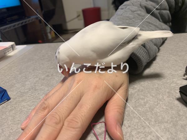 迷い鳥の写真