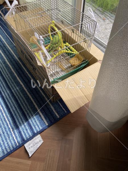 迷い鳥の写真