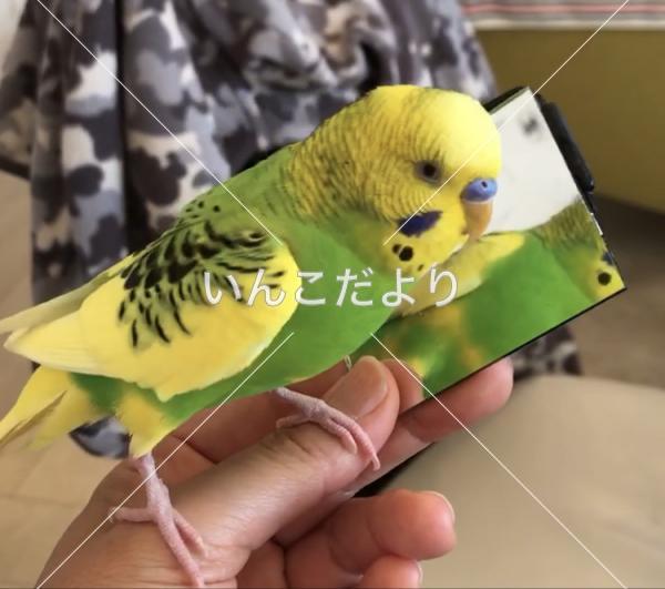 迷い鳥の写真