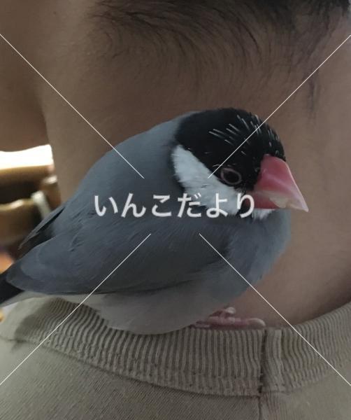 迷い鳥の写真