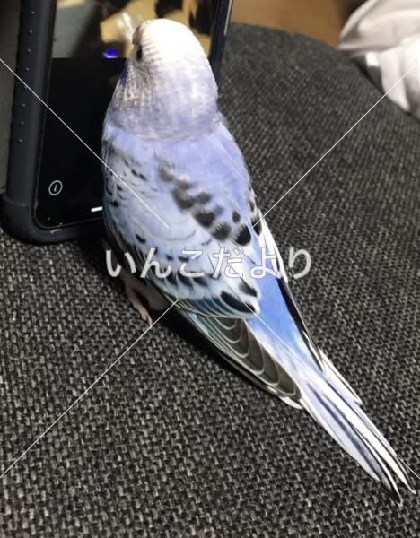 迷い鳥の写真