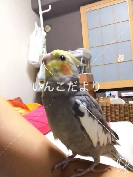迷い鳥の写真