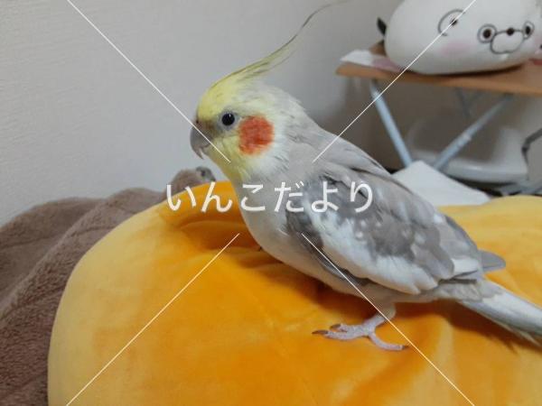 迷い鳥の写真