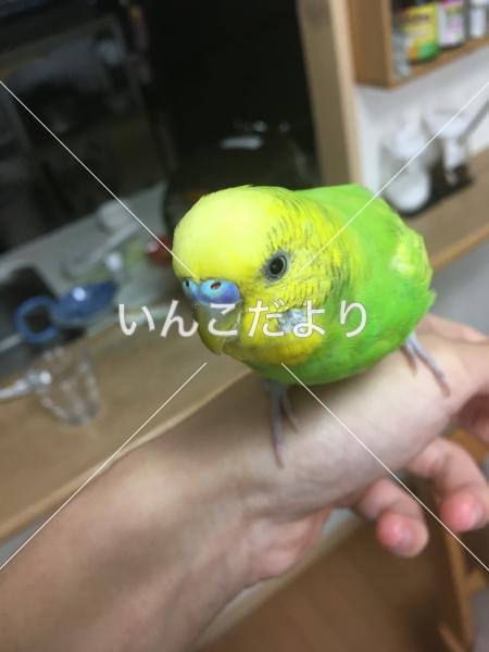 迷い鳥の写真
