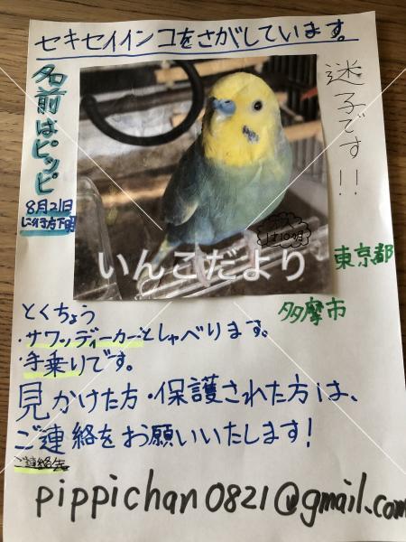 迷い鳥の写真