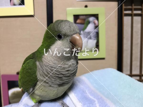 迷い鳥の写真