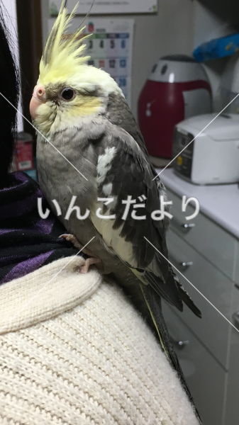迷い鳥の写真