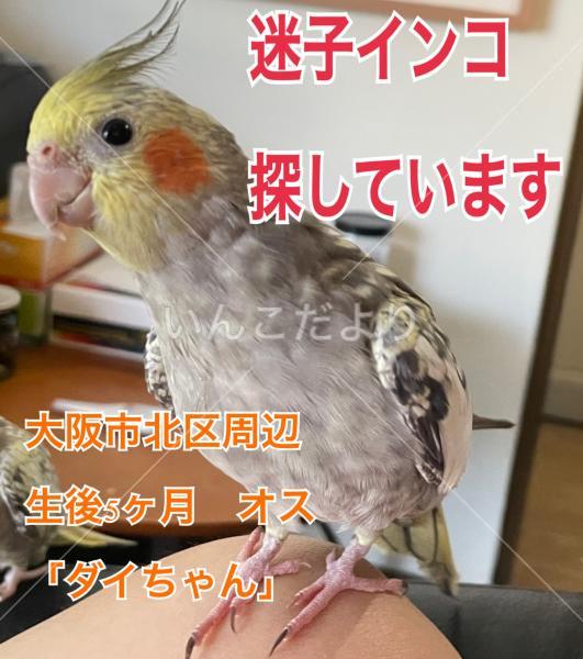 迷い鳥の写真