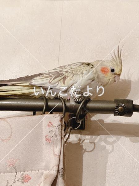 迷い鳥の写真