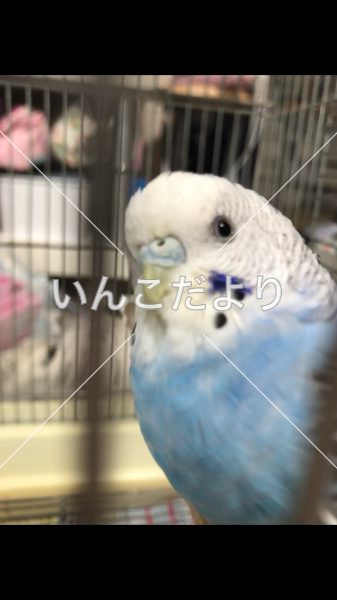 迷い鳥の写真