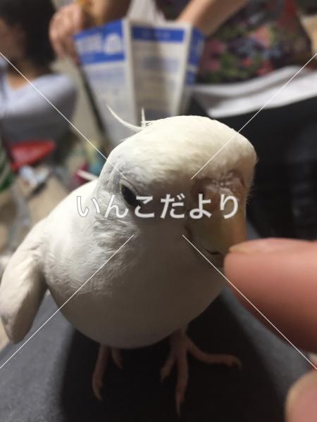 迷い鳥の写真