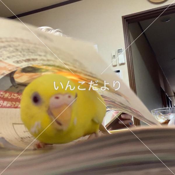 迷い鳥の写真