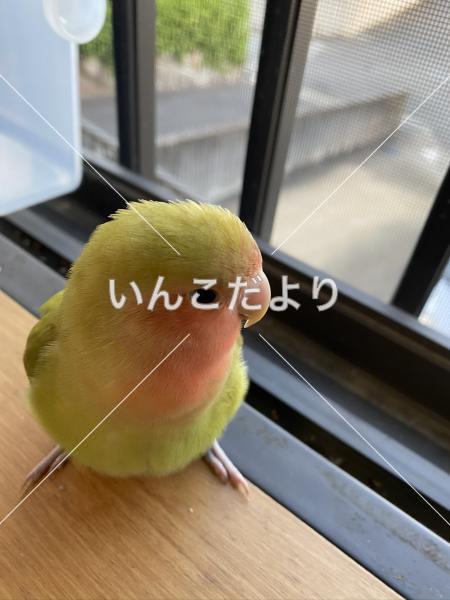 迷い鳥の写真