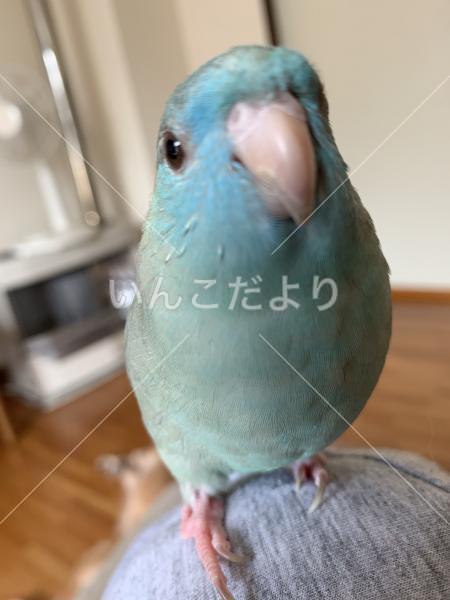 迷い鳥の写真