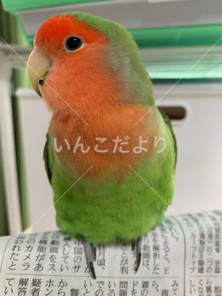 迷い鳥の写真