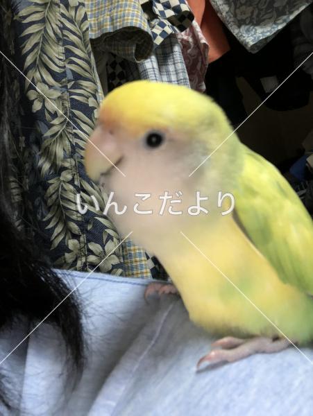 迷い鳥の写真