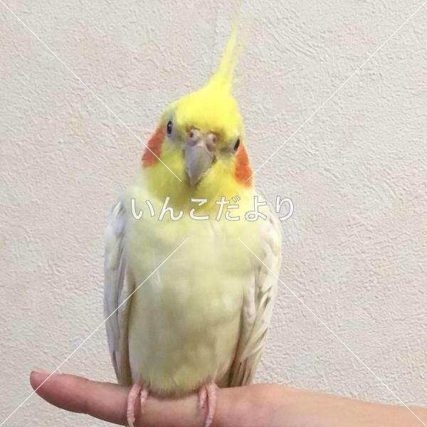 迷い鳥の写真