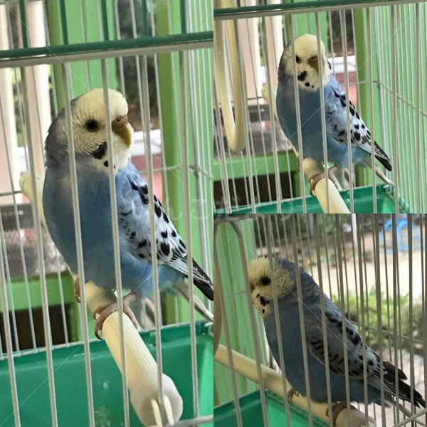 保護鳥の写真